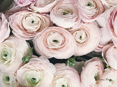 SB749 - Soft Pink Ranunculus - 16x12